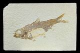 Detailed Fossil Fish (Knightia) - Wyoming #165798-1